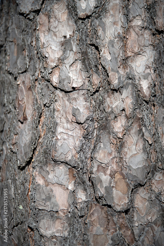 Canvas Print bark of a tree, nacka,sverige,sweden,stockholm,summer