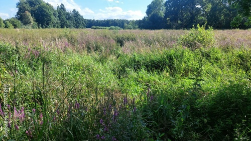 Obraz na plátně Wild lythrum salicaria purple flowers in green swamp landscape