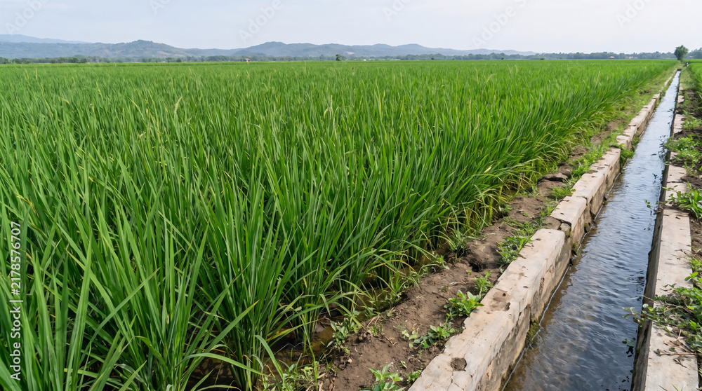 Fototapeta premium Green Rice Field and Irrigation Channel in Rural