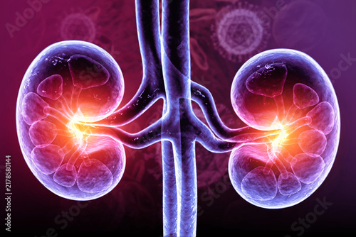 Human kidneys anatomy structure, kidney disease. 3d illustration