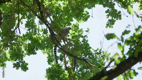Lemurs feed on the trees in forest slow motion