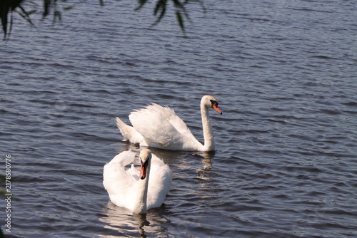 Foto A pair of white swans swim on the surface of the river on a sunny day