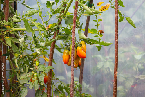 Canvastavla Specific elongated yellow-orange tomatoes ripen on bushes inside a greenhouse surrounded by green leaves