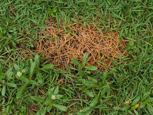 green grass in the ground
