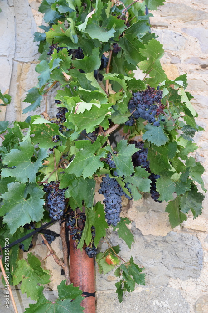 Fototapeta premium Grappes de raisin mûrs sur une treille