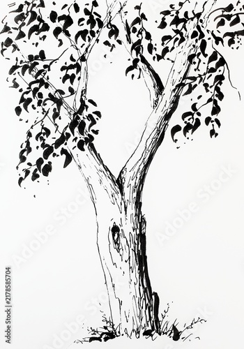 Hand drawn ink illustration of a tree