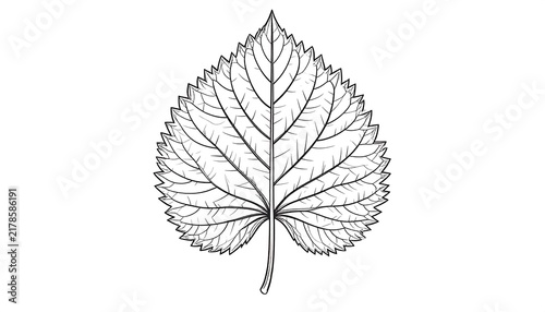 Intricate black and white floral illustration design.