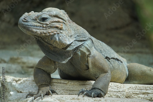 Side profile close up of a rhinoceros iguana (Cyclura cornuta) on a rock on Hispaniola island in the Caribbean