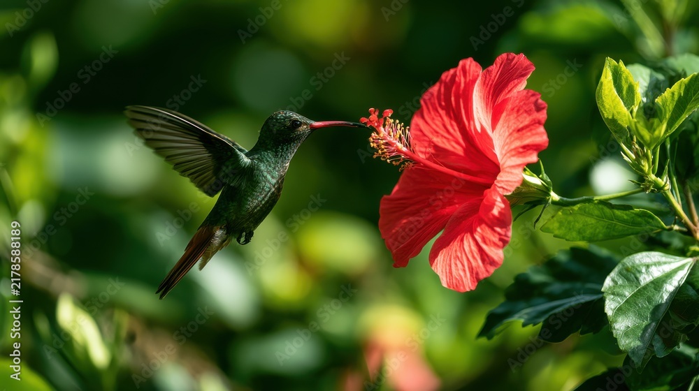 Obraz premium Vibrant Hummingbird Hovering Near Bright Red Hibiscus Flower Surrounded by Lush Green Foliage in a Tropical Garden Setting