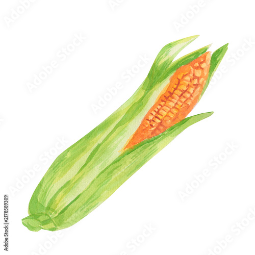 Isolated watercolor illustration of a corn on the cob partially wrapped in green husks. Great for farm-to-table branding, organic harvest packaging, and culinary design.