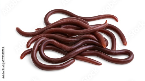 Group of earthworms or nightcrawlers isolated on white background