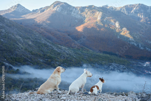 Bull Terrier dog, Labrador Retriever dog and Jack Russell Terrier dog sit together above a misty valley. Autumn mountain scenery creates a peaceful hiking and travel adventure.
