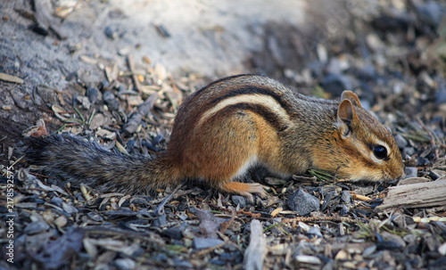 Eastern Chipmunk Foraging for Food on the Ground