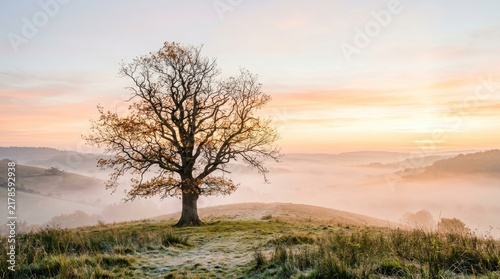 A solitary tree stands on a grassy hilltop, silhouetted against a vibrant sunrise. The tree’s branches are bare, suggesting autumn or winter.