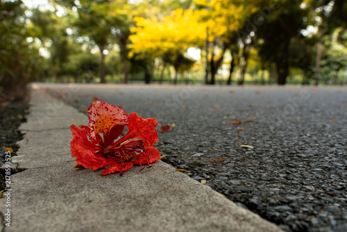 Quadro su tela Single fallen red Flamboyant blossom (Delonix regia) resting on a park street