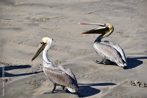 Foto Two brown pelican birds standing on sand at the beach