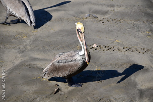 Bild auf Leinwand A brown pelican bird standing on sand at the beach