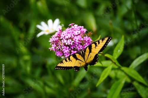 butterfly on flower