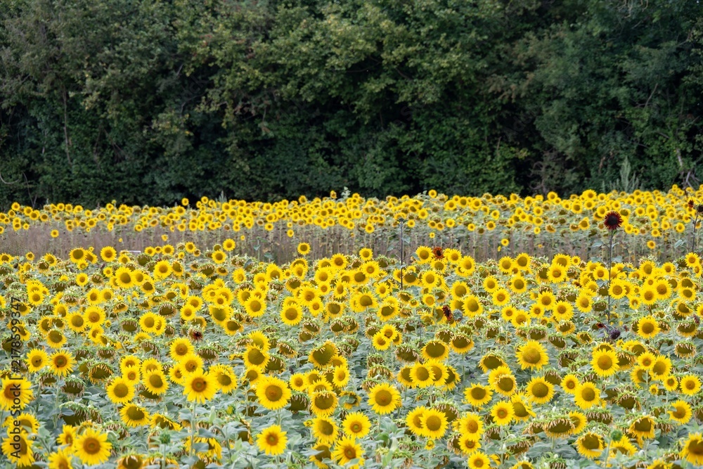 Obraz premium field of beautiful bright yellow sunflowers in Hampshire England