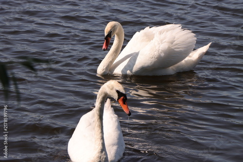 Obraz na płótnie A pair of graceful white mute swans swim together on the dark wavy surface of the lake under bright sunlight