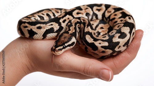 Ball python (Python regius) curled in a person's hand, flicking its tongue against a white background.