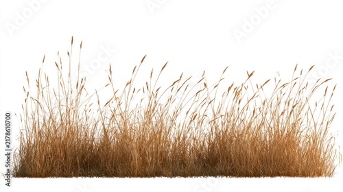 Wild dry grass isolated on white background, tall golden autumn reeds