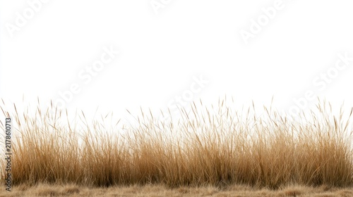 Dry golden grass isolated on white background