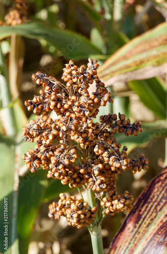 Fotografía Sorghumrispe (Sorghum bicolor) mit roten und weißen Samen.
