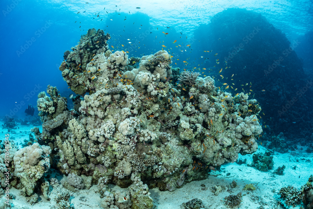 Fototapeta premium Coral reef life at Safaga in the Red Sea, Egypt