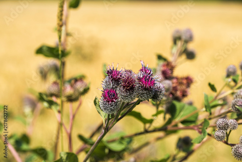 фотографія Close-up of thistles in the Leinleitertal valley in Franconian Switzerland, bathed in the warm light of the autumn sun