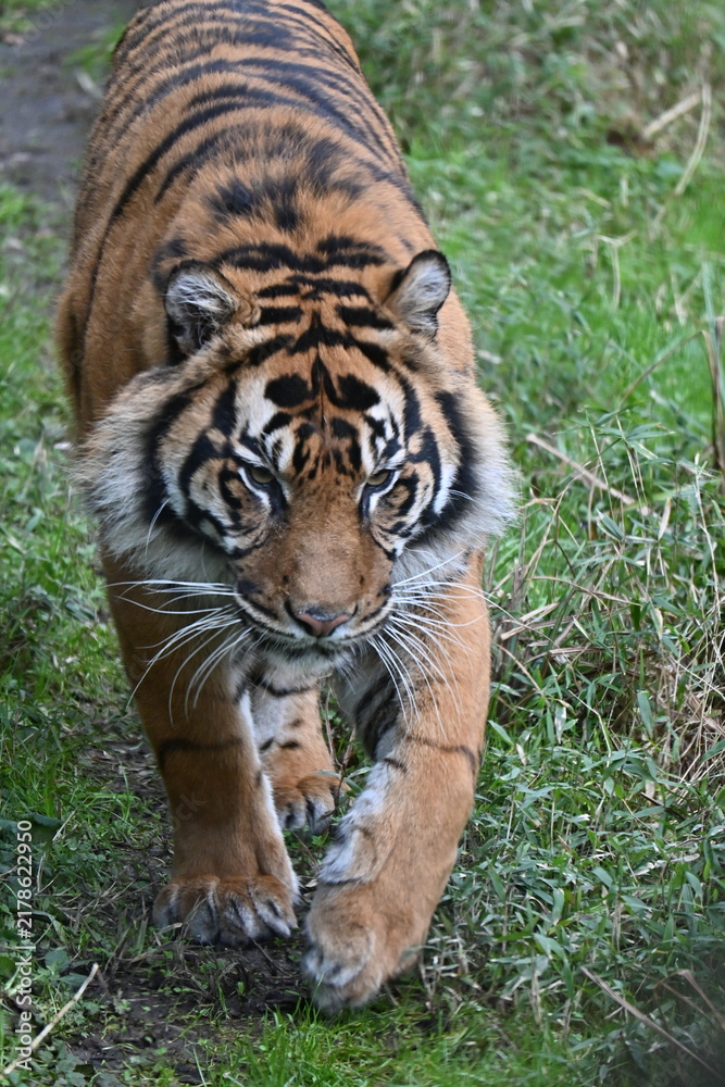 Obraz premium A close up photo of a walking tiger
