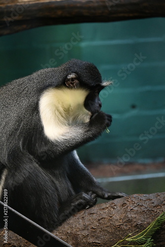 Photography Close up photo of a monkey