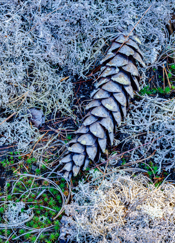 578-71 Pinecone Lichen Frost