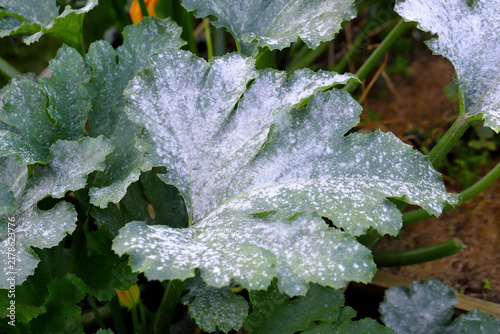 Konstfotografi A zucchini leaf is badly affected by the fungal disease Powdery Mildew, sometimes called CPM, or cucurbit powdery mildew