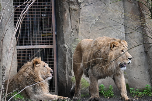 Photography Two asian lions sitting together