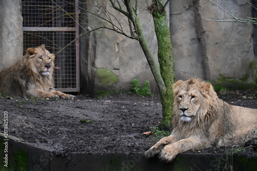 Canvas Print Two asian lions sitting together