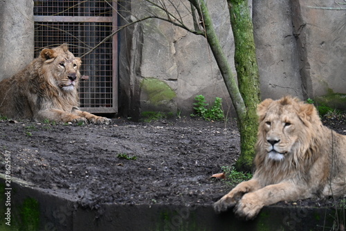 Canvas Print Two asian lions sitting together