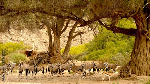 Fotografie Oryx herd and springboks under huge ana trees, whose fruits they eat 978