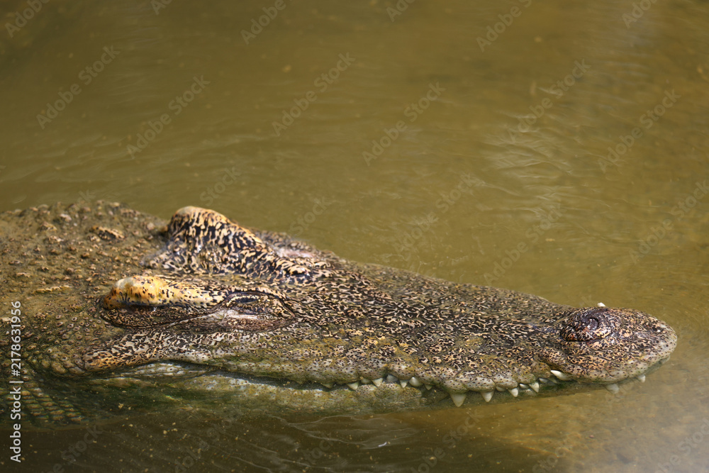 Obraz premium Crocodile Head Close Up Showing Textured Skin and Teeth in Murky Water