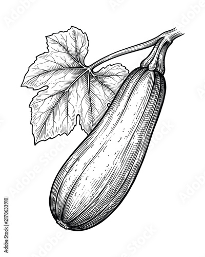 Zucchini vegetable ink hatching illustration, botanical line art drawing