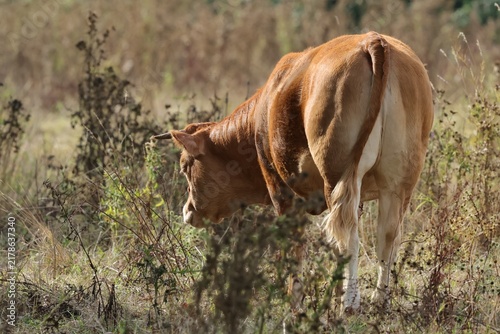 Fotografía vache