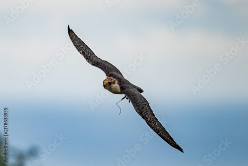 Obraz na płótnie Peregrine Falcon/Kestrel