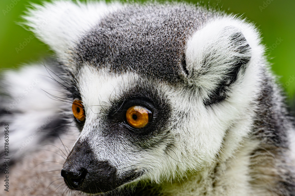 Fototapeta premium ring tailed lemur