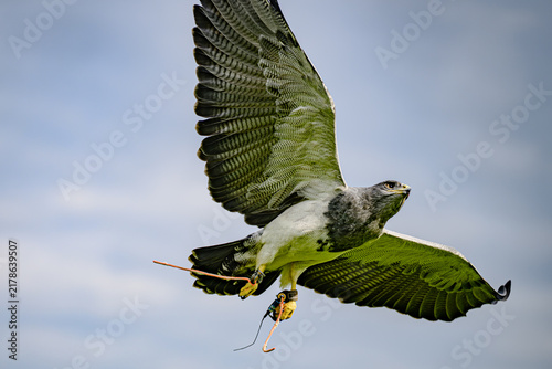 Quadro su tela Chilean blue eagle