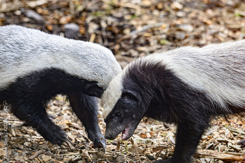 Photography Honey Badger