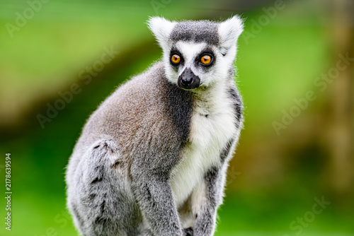 Фотография ring tailed lemur