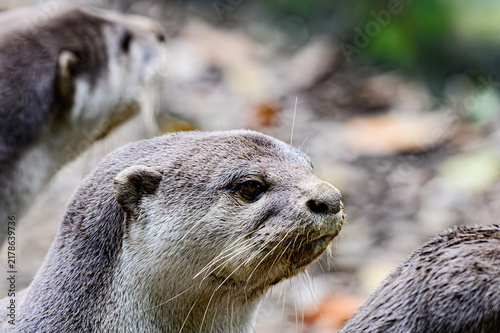 Plakat Otter