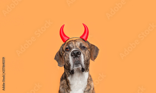 Cuadro en lienzo Halloween devil dog with red horns on orange background, mischievous pet charact