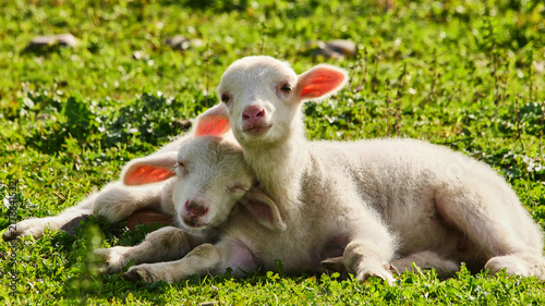 Konstfotografi two sheep babies close together 198