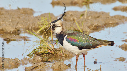 Photography northern lapwing, Vanellus vanellus in shallow water, close 378